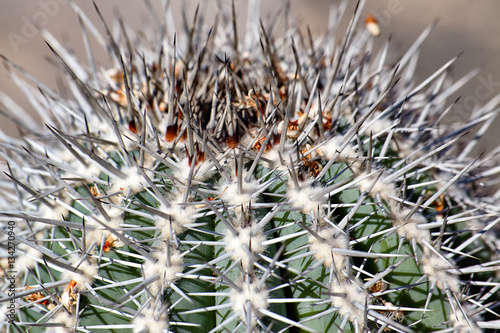 Closeup spines of a cactus