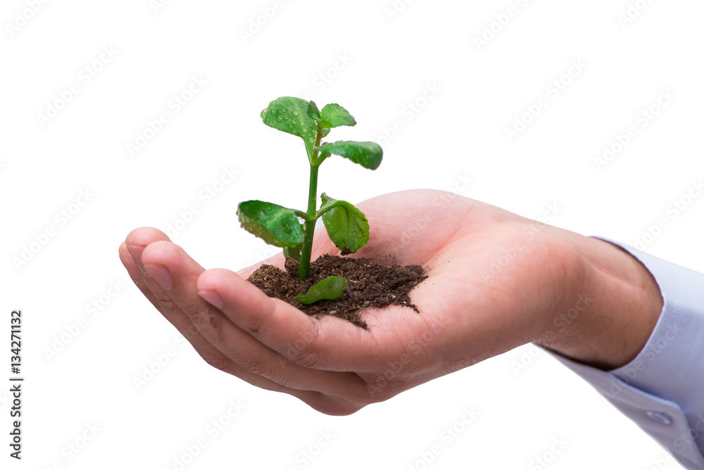 Hand holding seedling in new life concept on white Hand holding seedling in new life concept on white