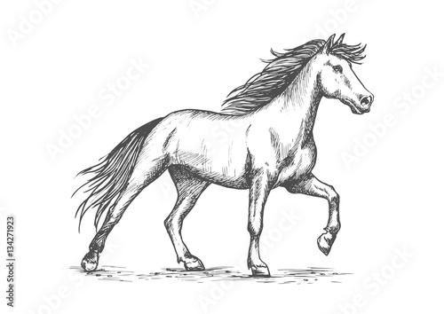 White horse stomping hoof sketch portrait