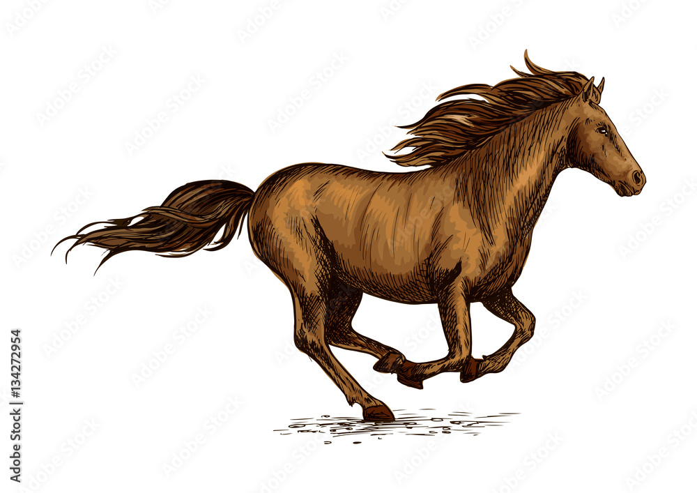 Fototapeta Running horse sketch for equestrian sport design