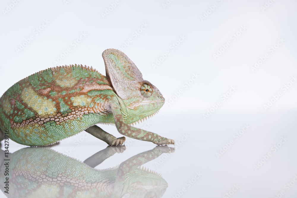 Obraz premium Green chameleon,lizard on white background