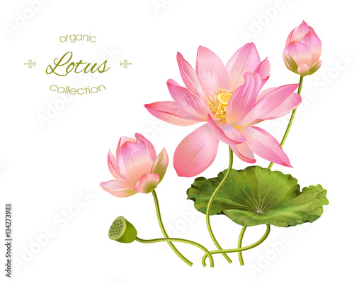 Lotus realistic illustration