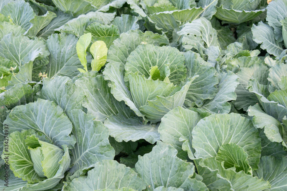 Fresh green cabbage in the garden Fresh green cabbage in the garden
