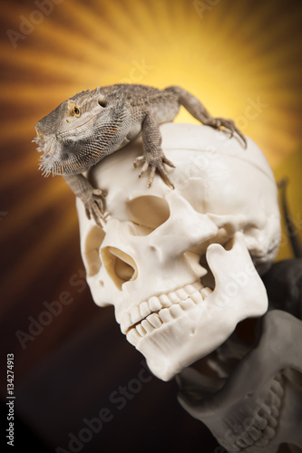 Fototapeta Naklejka Na Ścianę i Meble -  Lizard, human skull on black mirror background