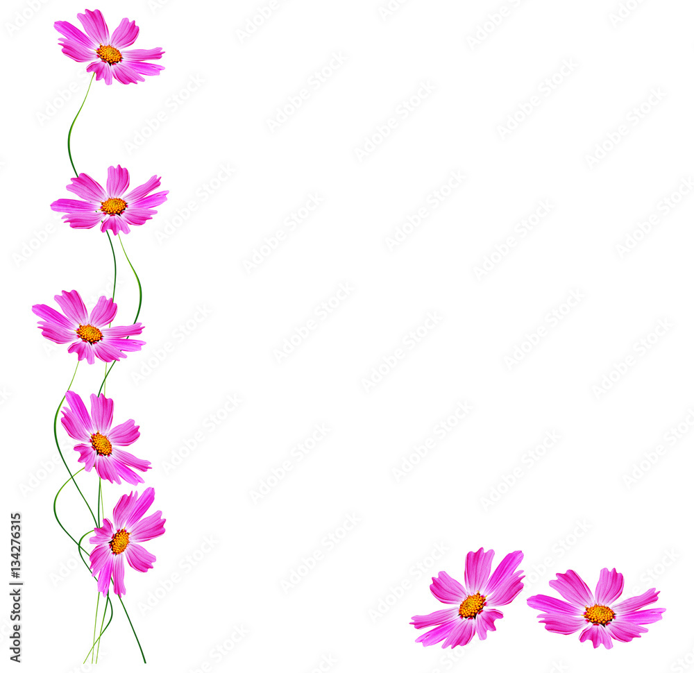 Fototapeta premium daisies summer flower isolated on white background.