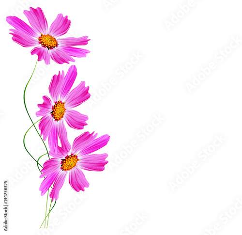 daisies summer flower isolated on white background.