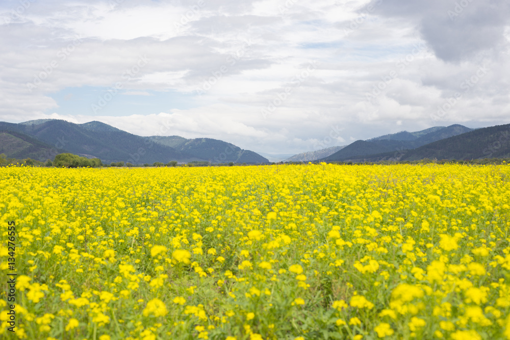 The vast yellow field and mountains in the distance.