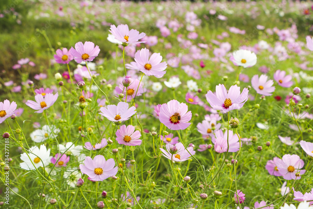 Fototapeta premium Beautiful cosmos