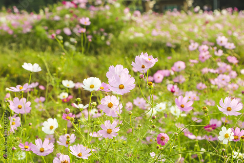 Beautiful cosmos