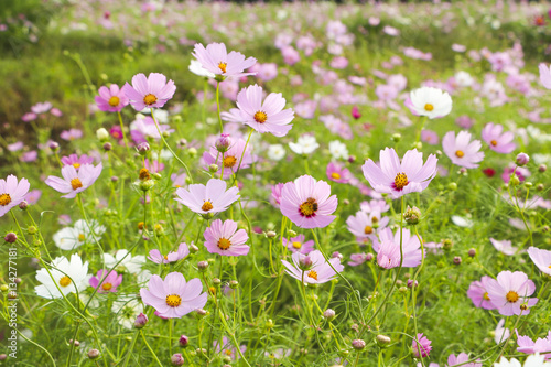 Beautiful cosmos