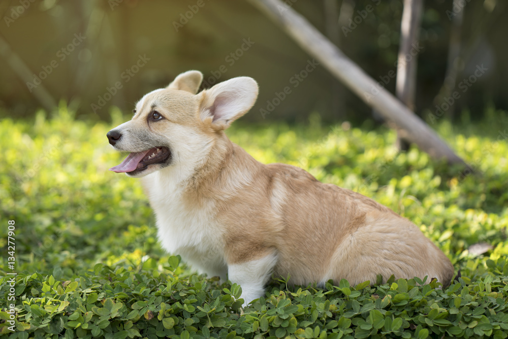 Corgi dog on the grass in summer sunny day