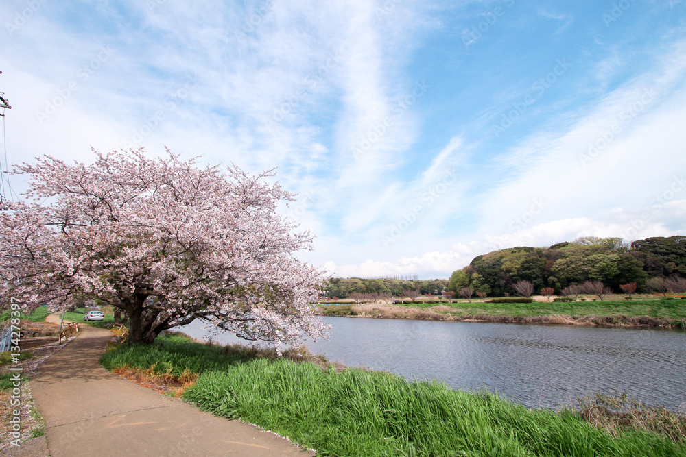 満開の桜