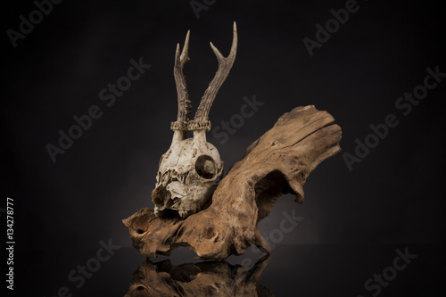 Deer skull, black mirror background