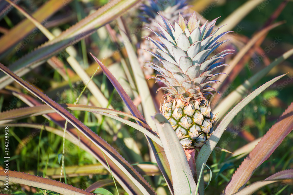 Obraz premium fresh pineapple growing up in garden
