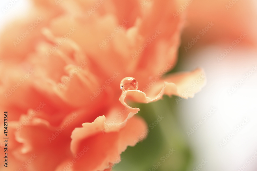 Water droplet peach carnation