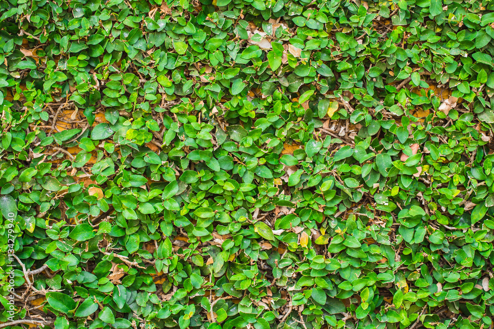 Green Coat button plant cover over wall Green Coat button plant cover over wall