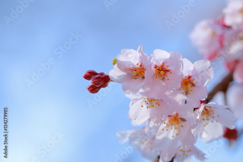 枝垂桜