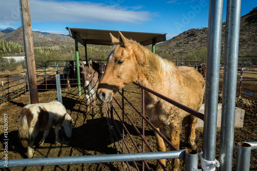 Horse On A Farm