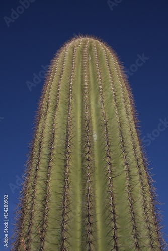 Cactus photo