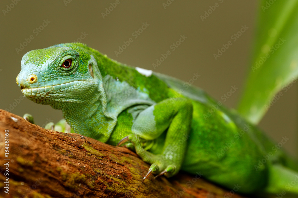 Male Fiji banded iguana (Brachylophus fasciatus) on Viti Levu Is Male Fiji banded iguana (Brachylophus fasciatus) on Viti Levu Is