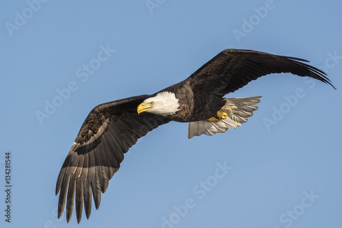 Bald Eagle soaring high above the river valley