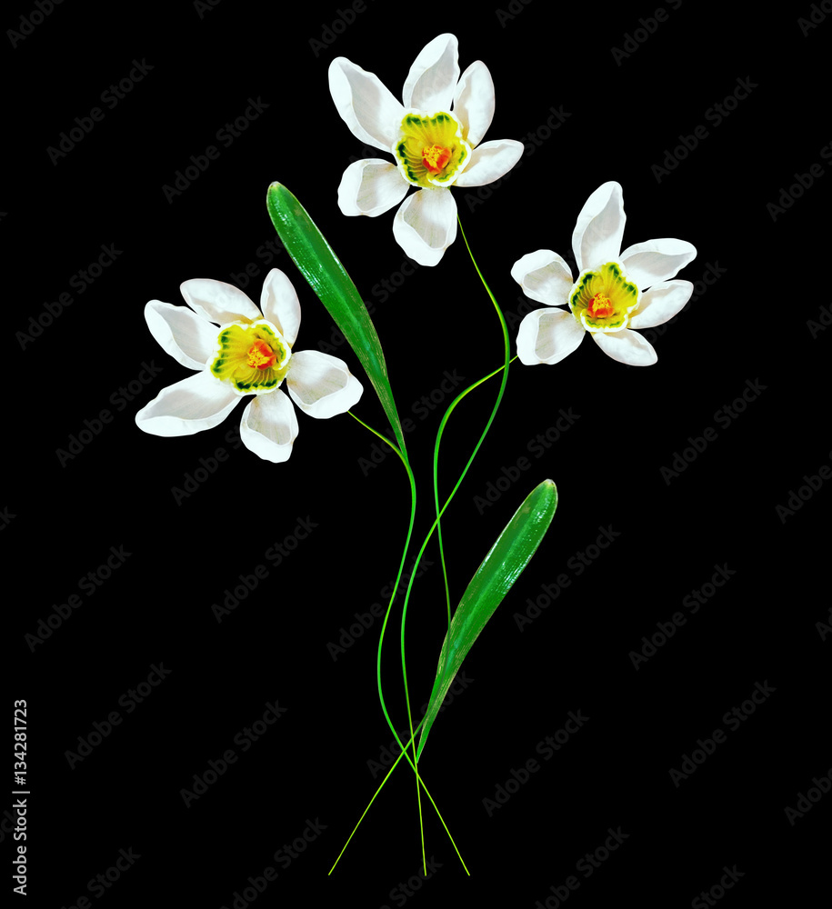 Obraz premium spring flowers snowdrops isolated on black background.
