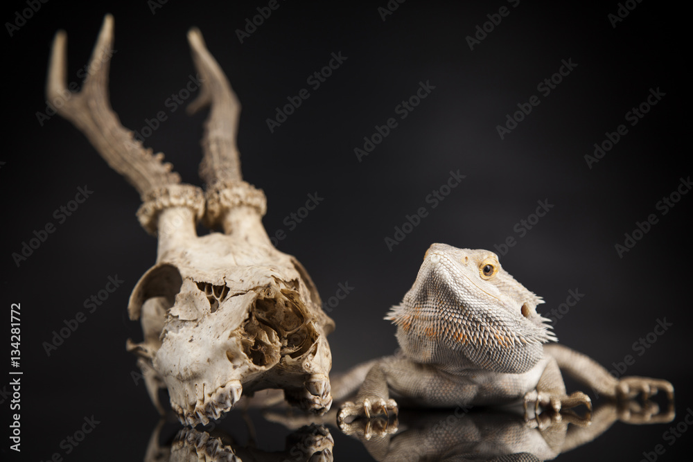 Fototapeta premium Antlers, Dragon lizard on black mirror background