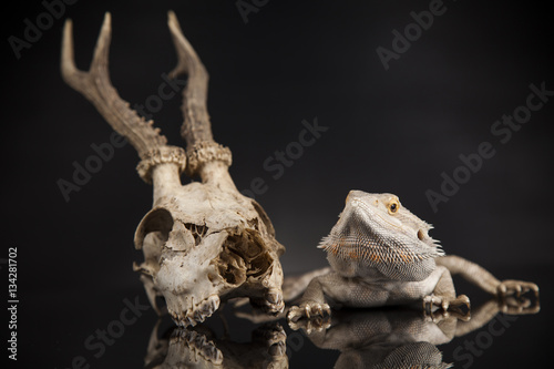 Skull, Lizard, Agama, Antlers, dragon and skull © Sebastian Duda