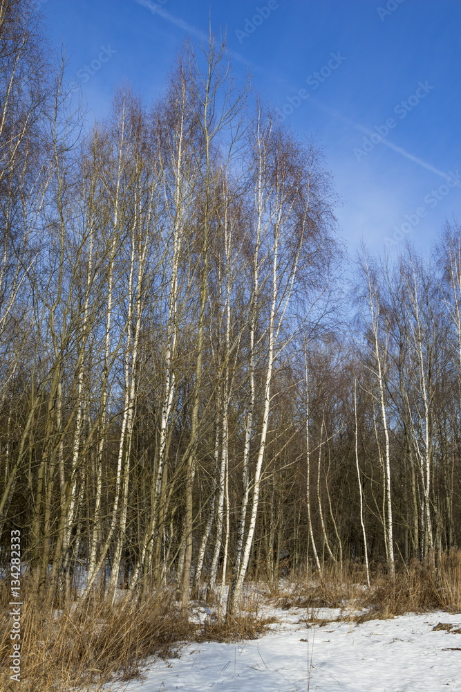 White birches in the spring park White birches in the spring park