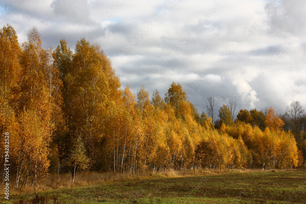 Deciduous wood in the autumn./Behind a field autumn deciduous wood is visible. Wood is well shined by the sun. On the sky heavy dark clouds float. Deciduous wood in the autumn./Behind a field autumn deciduous wood is visible. Wood is well shined by the sun. On the sky heavy dark clouds float.