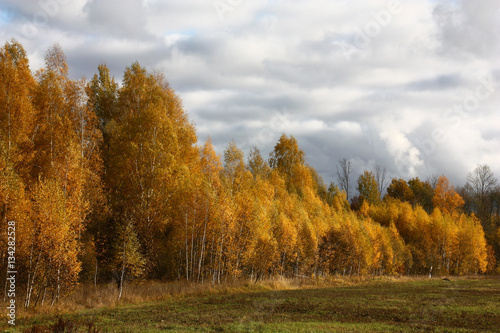 Deciduous wood in the autumn. Behind a field autumn deciduous wood is visible. Wood is well shined by the sun. On the sky heavy dark clouds float.