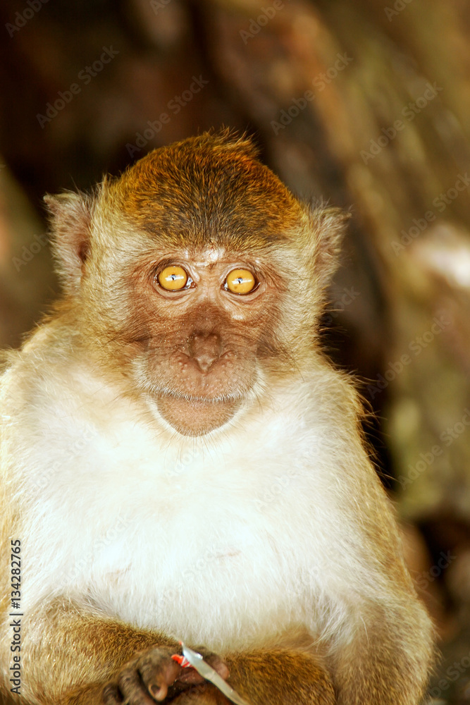 Obraz premium Crab-eating macaque sitting at the beach on Phi Phi Don Island,