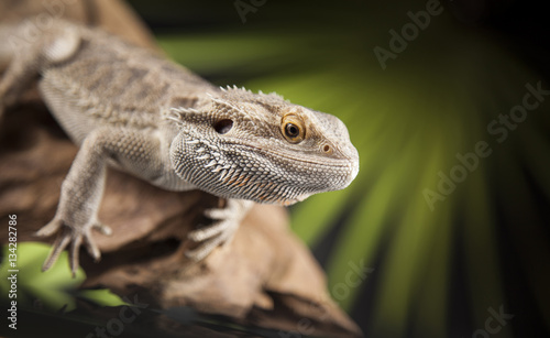 Lizard root, Bearded Dragon on green background © Sebastian Duda