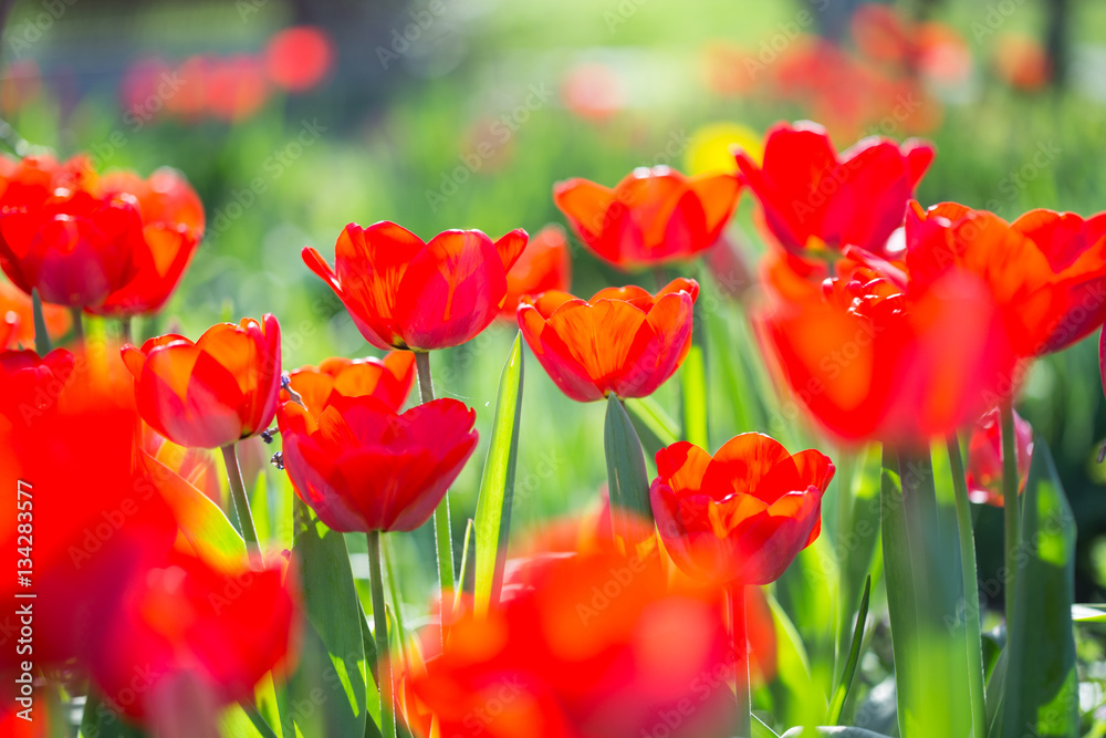 Fototapeta premium Red tulips on flowerbed