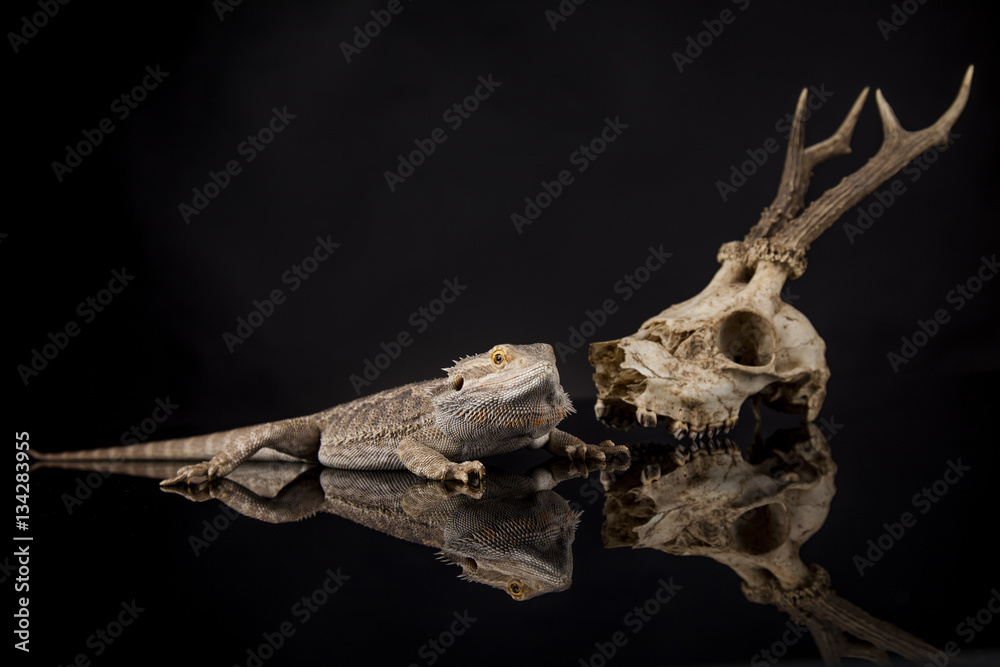 Naklejka premium Lizard, Agama, Antlers, dragon and skull