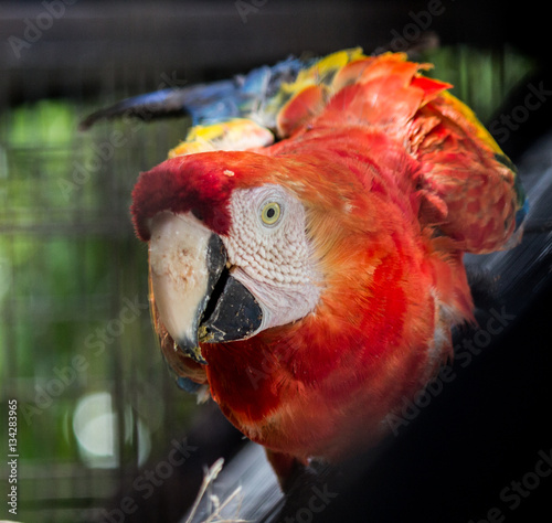 Guacamaya encerrada pájaro exótico photo