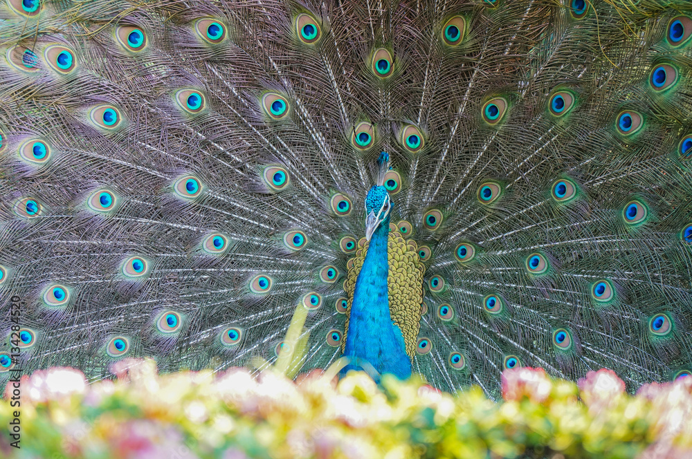 Obraz premium The male peacock spread tail-feathers