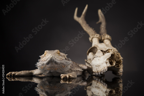 Lizard, Agama, Antlers, dragon and skull