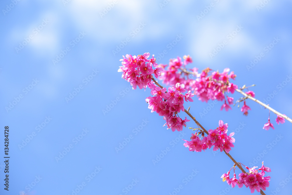 Beautiful pink cherry blossom (Sakura) flower at full bloom on blue sky. Beautiful pink cherry blossom (Sakura) flower at full bloom on blue sky.