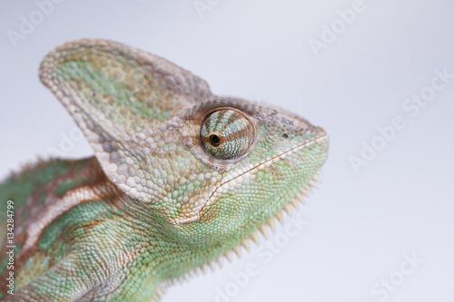 Green chameleon,lizard on white background