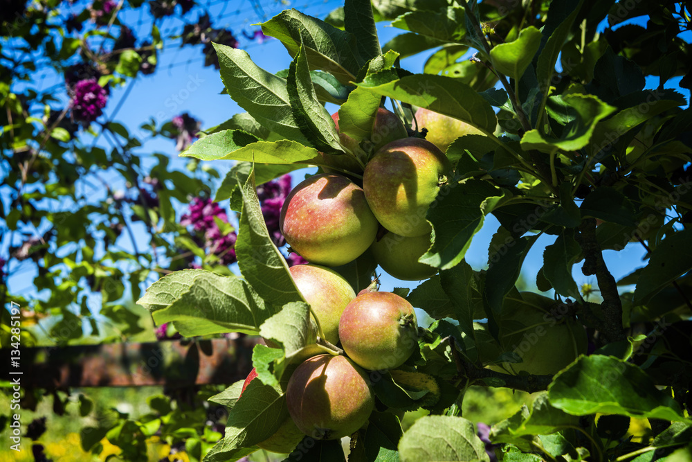 Apples early season in garden.