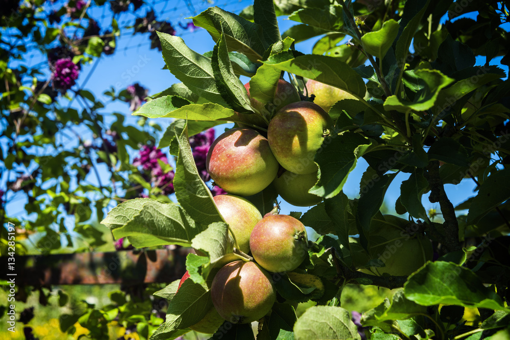 Apples early season in garden. Apples early season in garden.