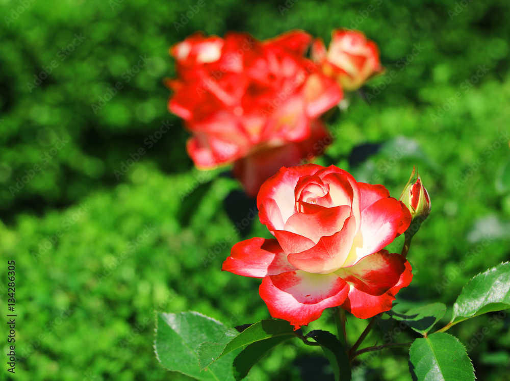Obraz premium roses in the garden