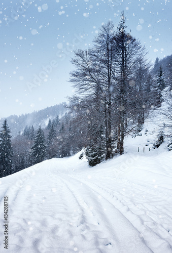 Snow-covered winter forest, Road snowfall. © Irina Rogova
