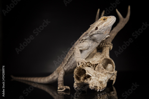 Animal Skull  Antlers  lizard  on black mirror background