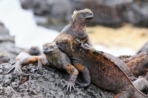 Marine iguanas on Santiago Island in Galapagos National Park, Ec