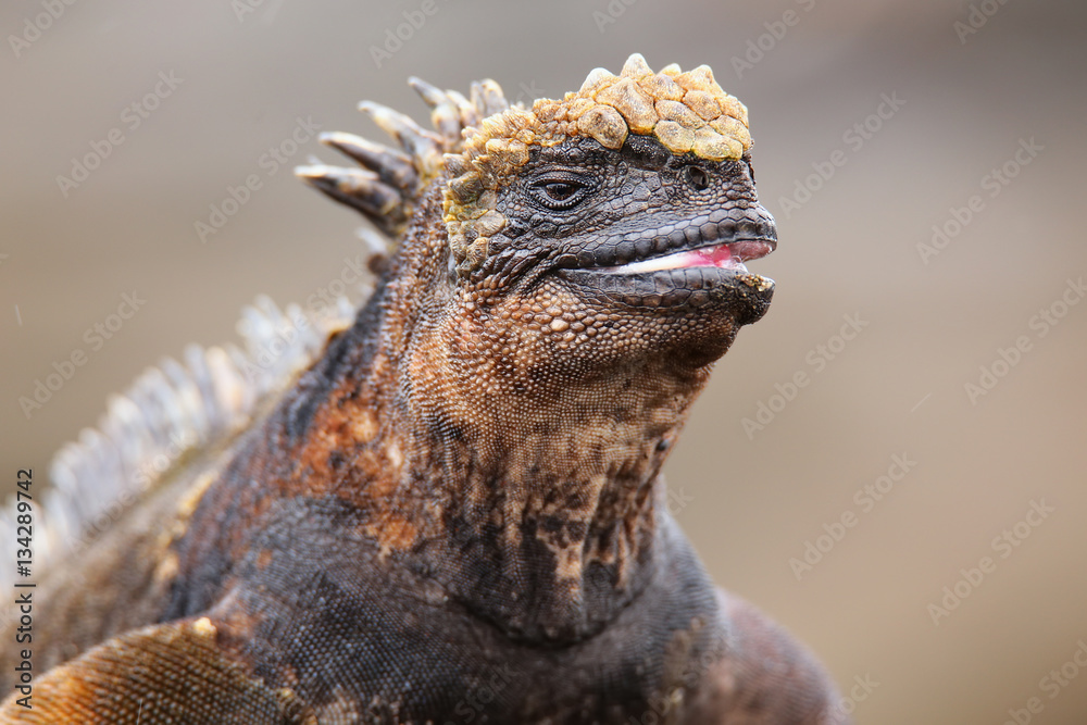 Obraz premium Portrait of marine iguana on Santiago Island in Galapagos Nation