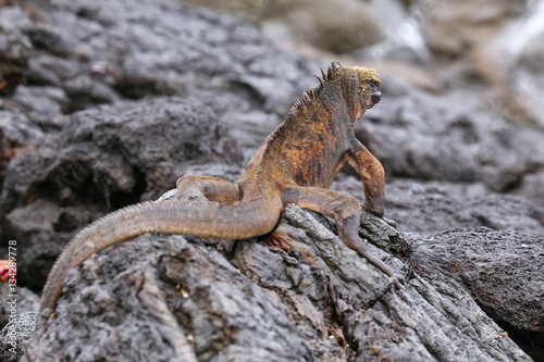 Marine iguana on Santiago Island, Galapagos National Park, Ecuad photo