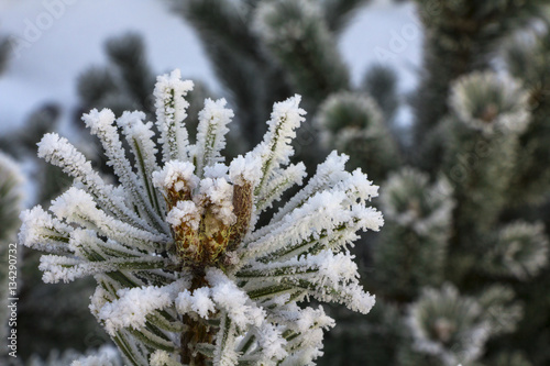 Green pine branch covered by hoarfrost