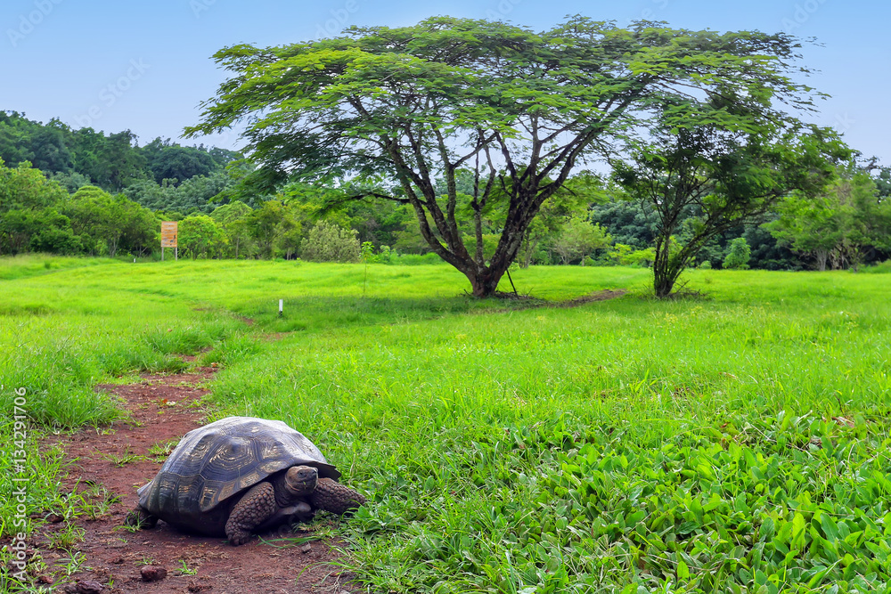 Naklejka premium Galapagos giant tortoise on Santa Cruz Island in Galapagos Natio